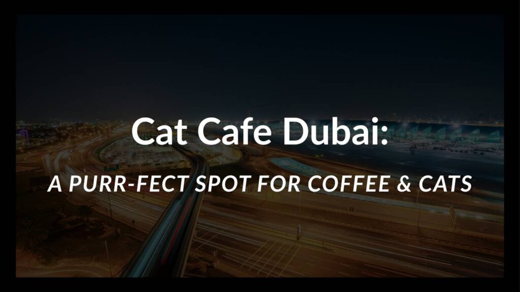 Cat Cafe Dubai: